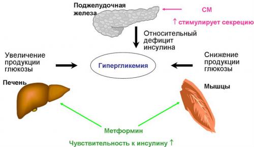 Влияет ли этот препарат на обмен веществ. Ольга Гвоздева, эндокринолог. Редактор А. Герасимова