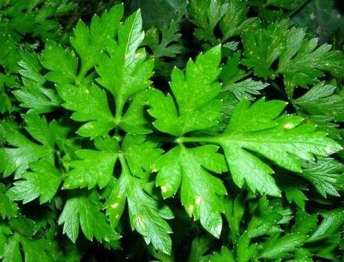 Как получить норму кальция. Причина 2: Сложность усвоения кальция 07