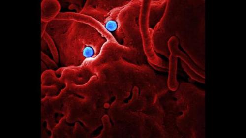 Пять загадочных путей, по которым мог появиться коронавирус 05 Пять загадочных путей, по которым мог появиться коронавирус 05