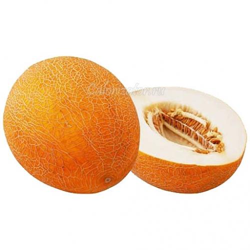 Дыня эфиопка калорийность. Дыня