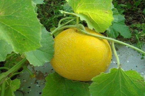 Дыня. Самые лучшие сорта дынь: их особенности и выращивание