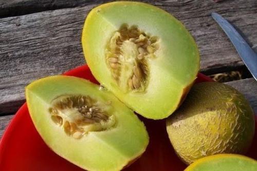 Дыня. Самые лучшие сорта дынь: их особенности и выращивание