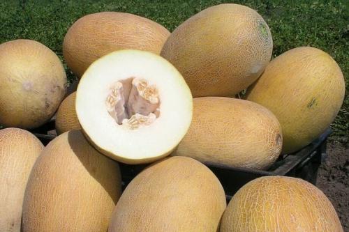 Дыня. Самые лучшие сорта дынь: их особенности и выращивание