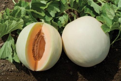 Дыня. Самые лучшие сорта дынь: их особенности и выращивание