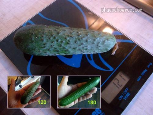 Огурец вес 1 шт. Сколько в одном огурце грамм