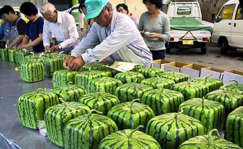 17 интереснейших фактов об арбузах. Интересные факты об арбузах 02